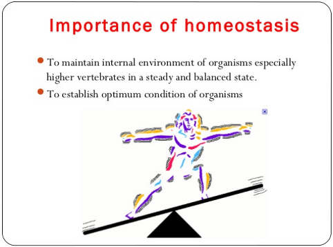 Image result for homeostasis in living things
